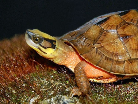 O at san rua la dat hon vang, nguoi dan tay trang ve khong hinh anh