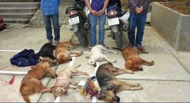 Dung sung dien ban, bat trom 32 con cho trong hon 2 gio hinh anh