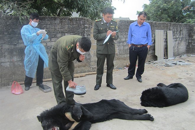 Gau nuoi chet hang loat o Quang Ninh: Cau cuu trong vo vong hinh anh