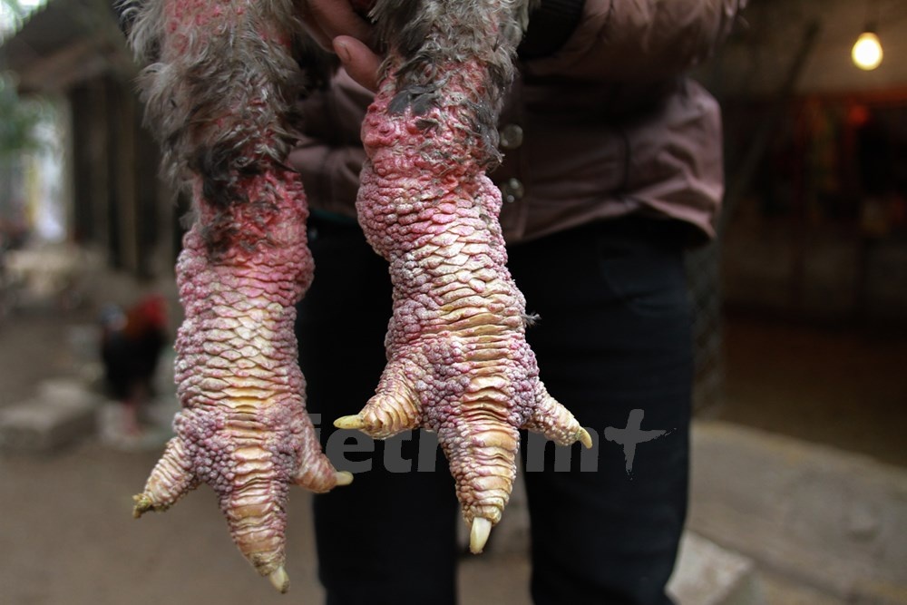 Can canh giong ga 'dat nhu vang' o Hung Yen hinh anh