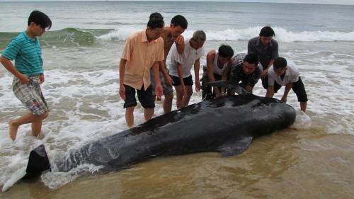 Nguoi dan cuu ho ca voi dat vao bo hinh anh