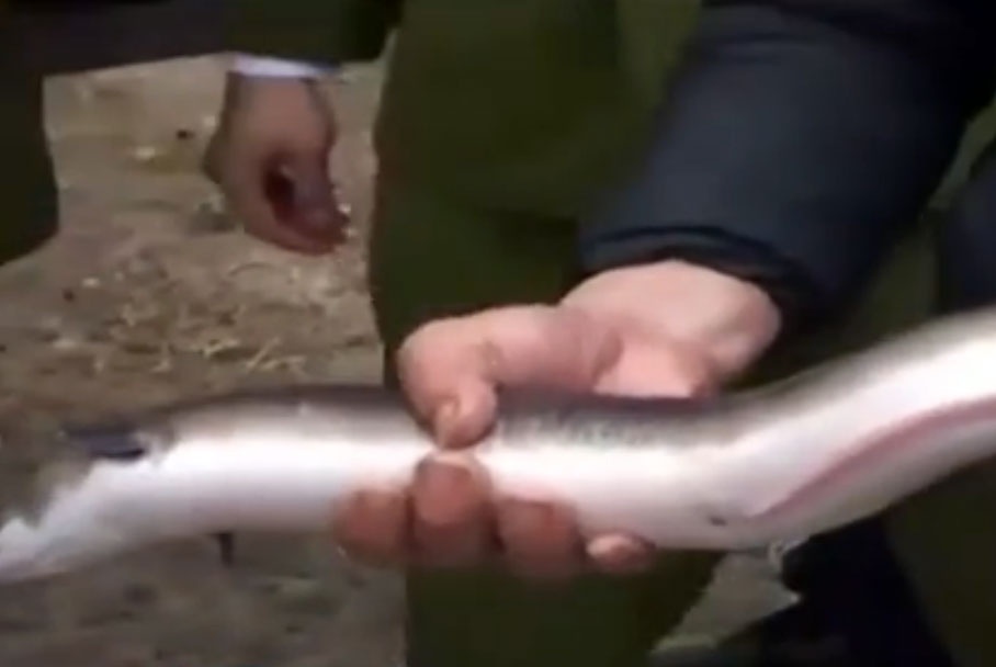 Hon 4 tan thuy san, noi tang boc mui tuon vao Ha Noi hinh anh