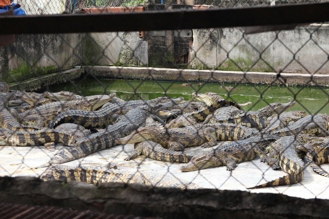 Hon 100.000 con ca sau 'bao vay' ho Tri An hinh anh