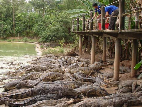 Ca sau 'bao vay' ho Tri An: Hiem hoa khi ca sau mat gia hinh anh