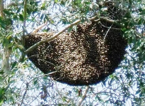 Dieu luc luong PCCC tieu diet… dan ong khung dot chet nguoi hinh anh