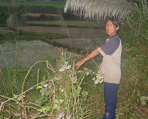 Pha an tu vet xuoc tren nguc hung thu hinh anh