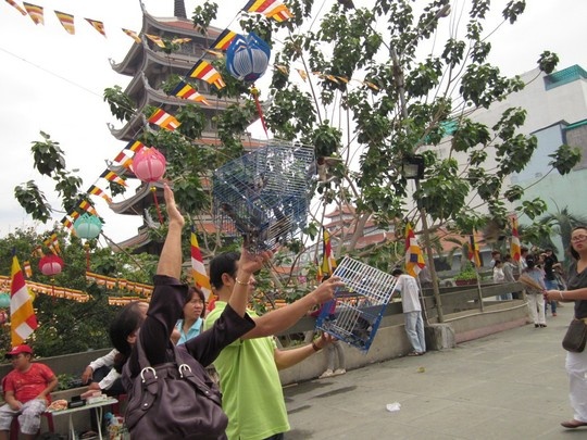 Chim chet la liet trong ngay phong sinh hinh anh