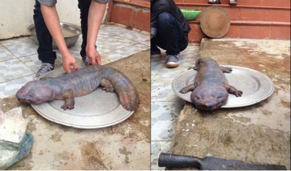 Chuyen gia giai ma 'quai thu' xuat hien o Vinh Phuc hinh anh