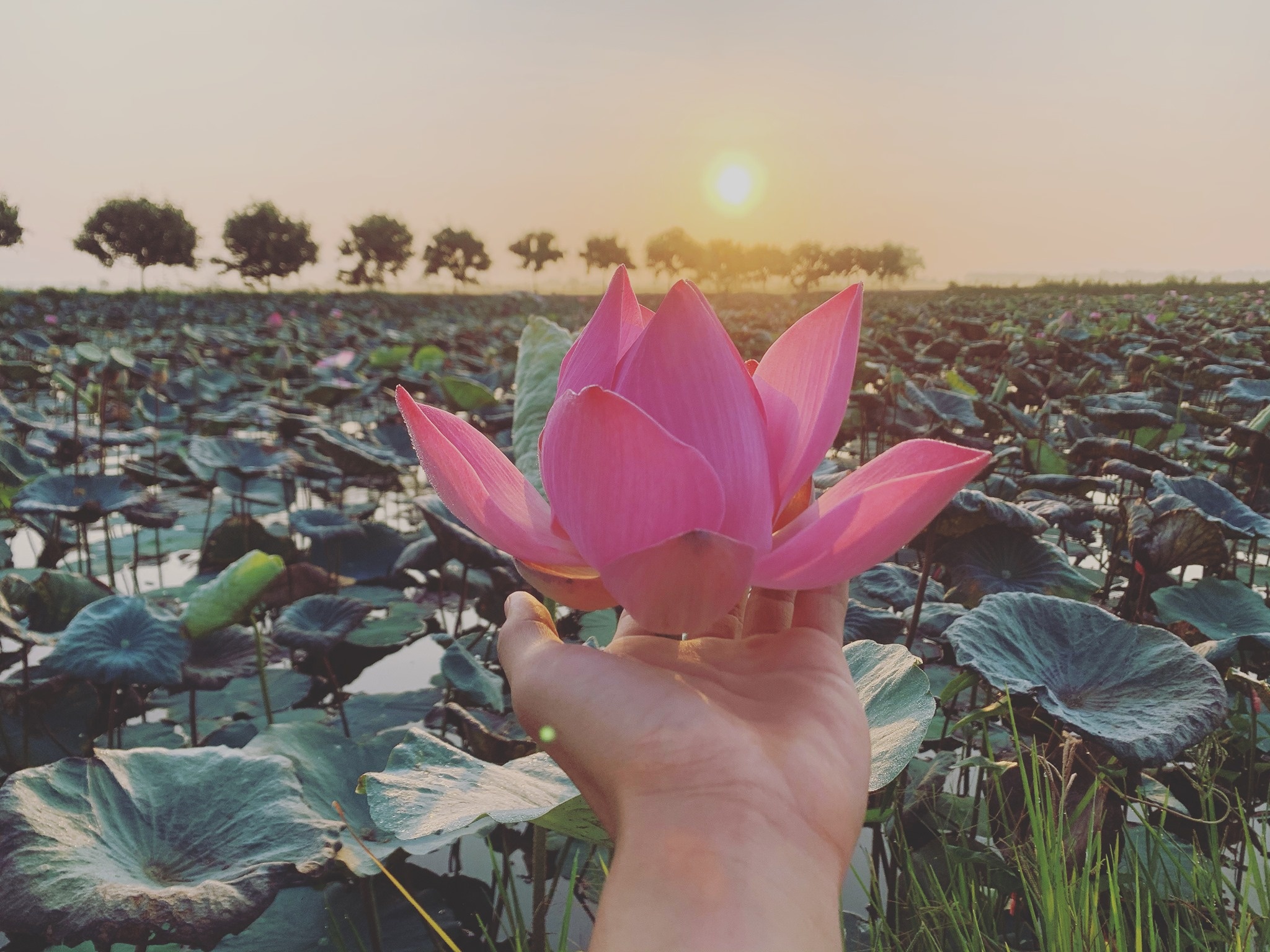 Canh dong Phu Dien anh 2