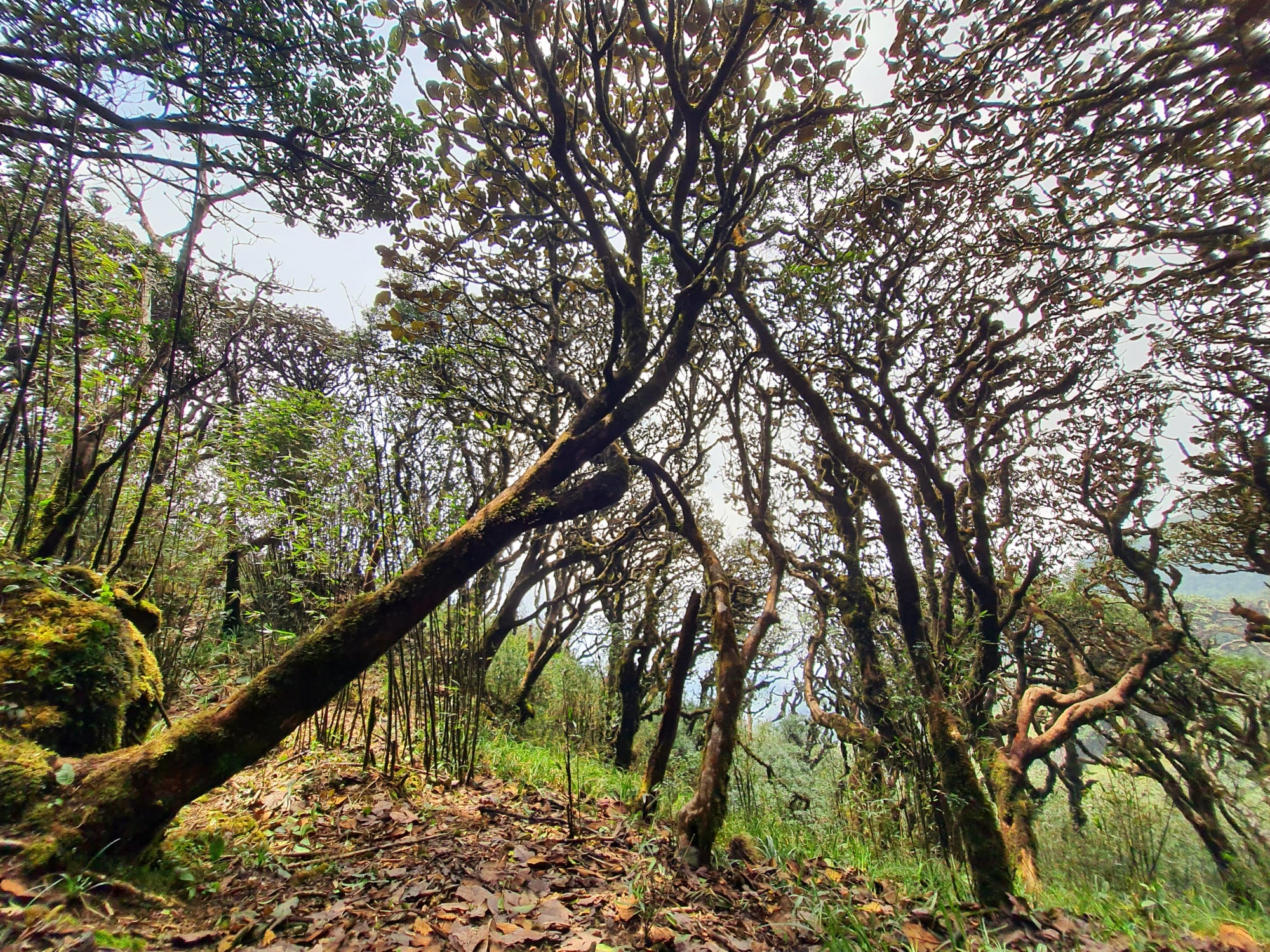 Chinh phuc Putaleng, rung gia huyen bi o Lai Chau hinh anh