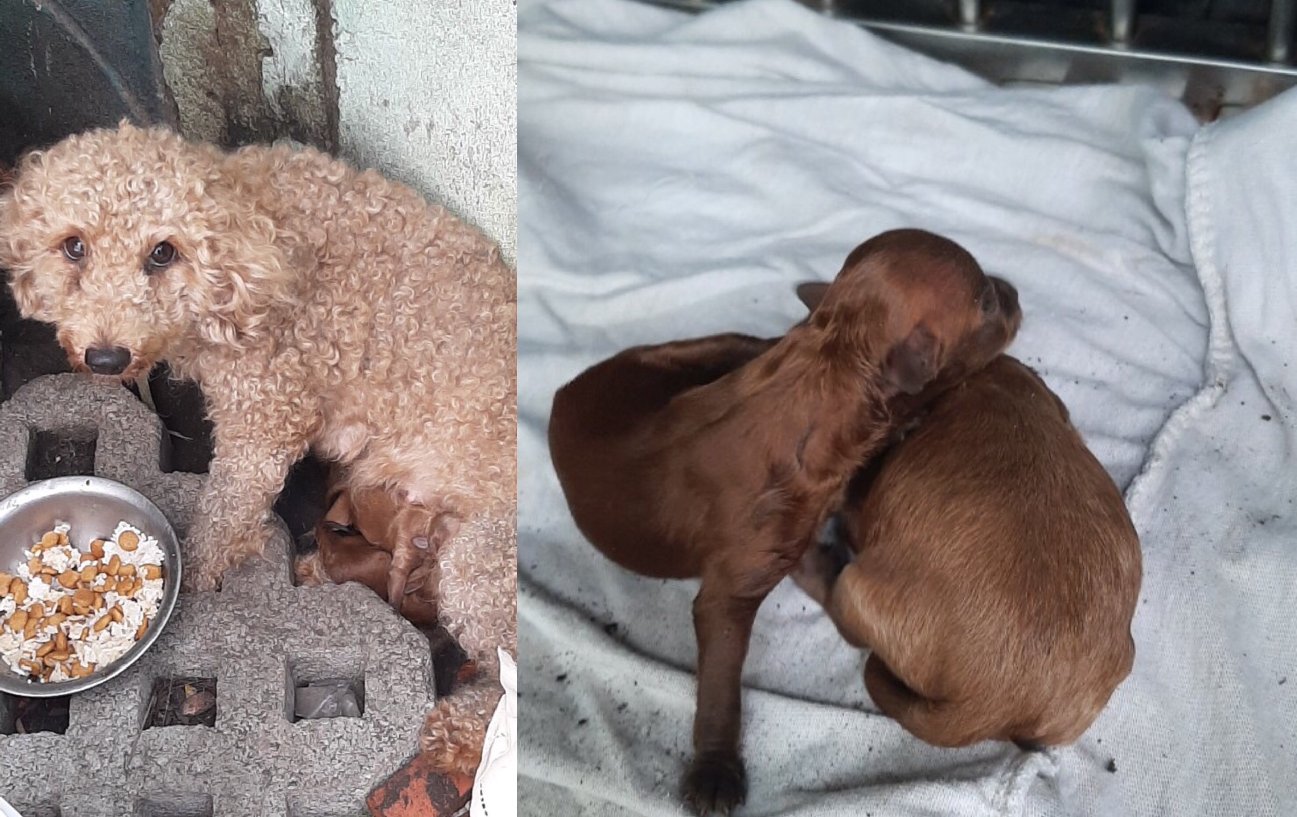 tinh nguyen vien vung dich anh 4