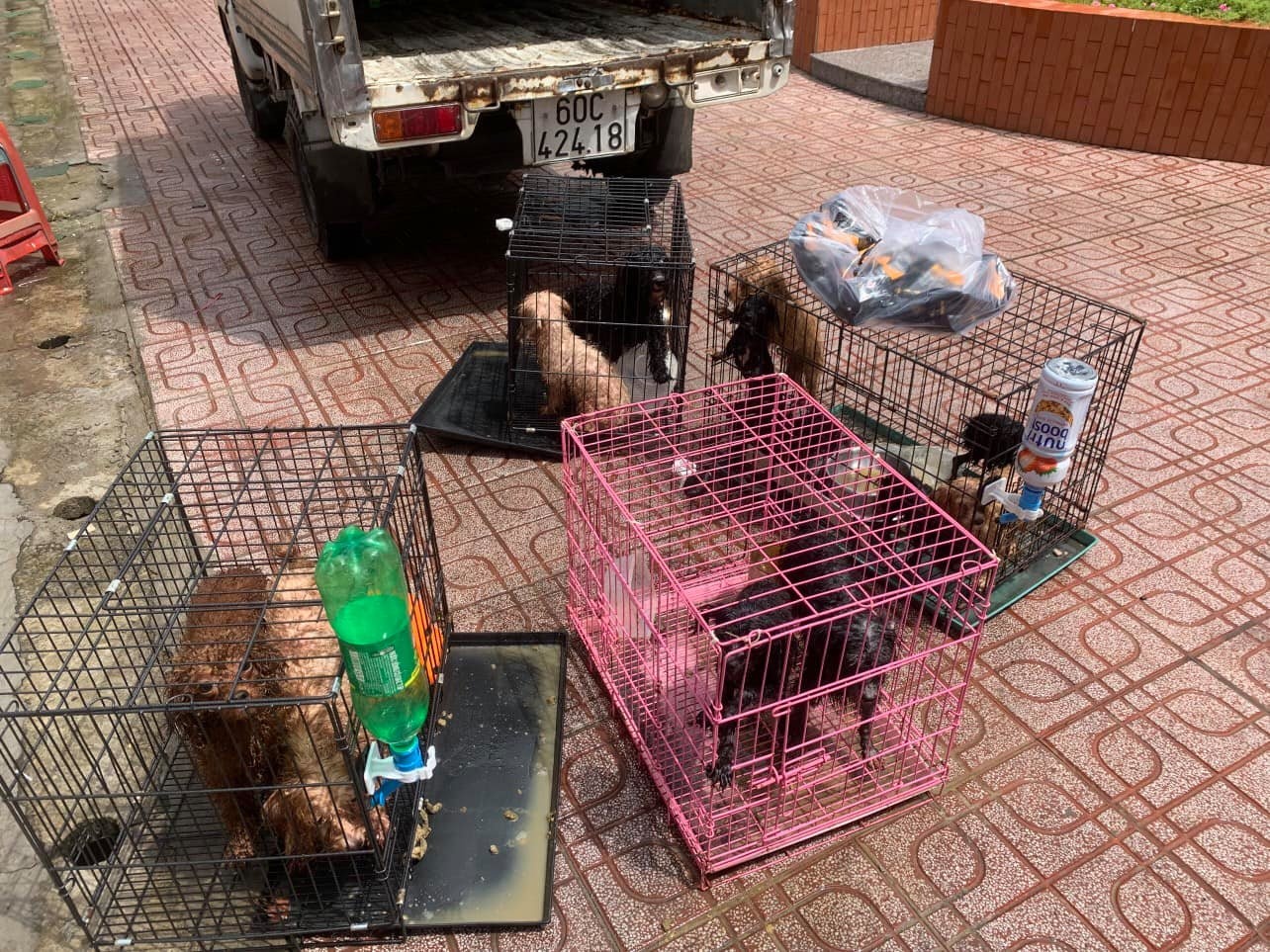 cham soc 12 chu cho cua F0 anh 1