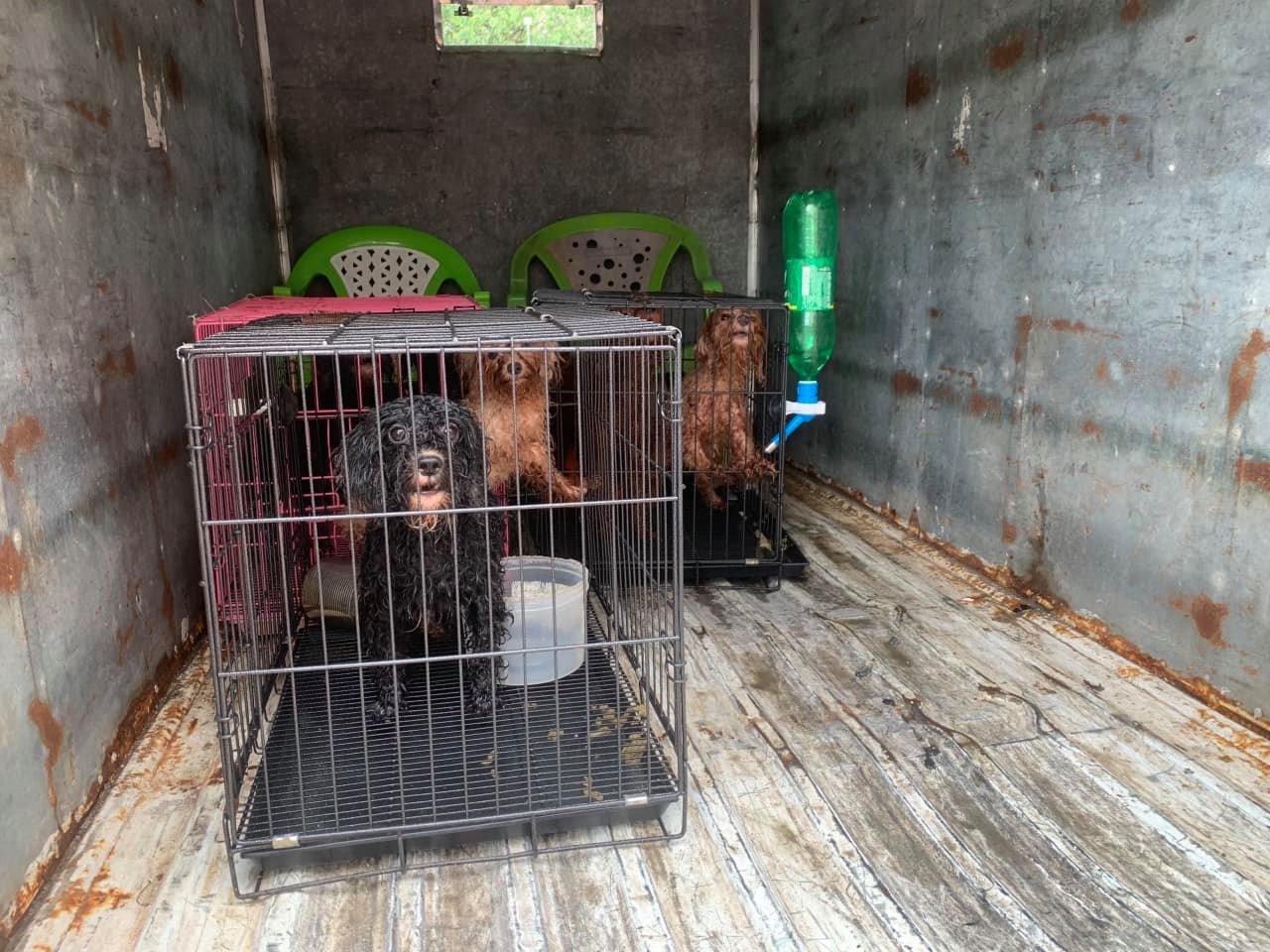 12 con cho cua F0 o Dong Nai duoc can bo phuong cham soc giup hinh anh