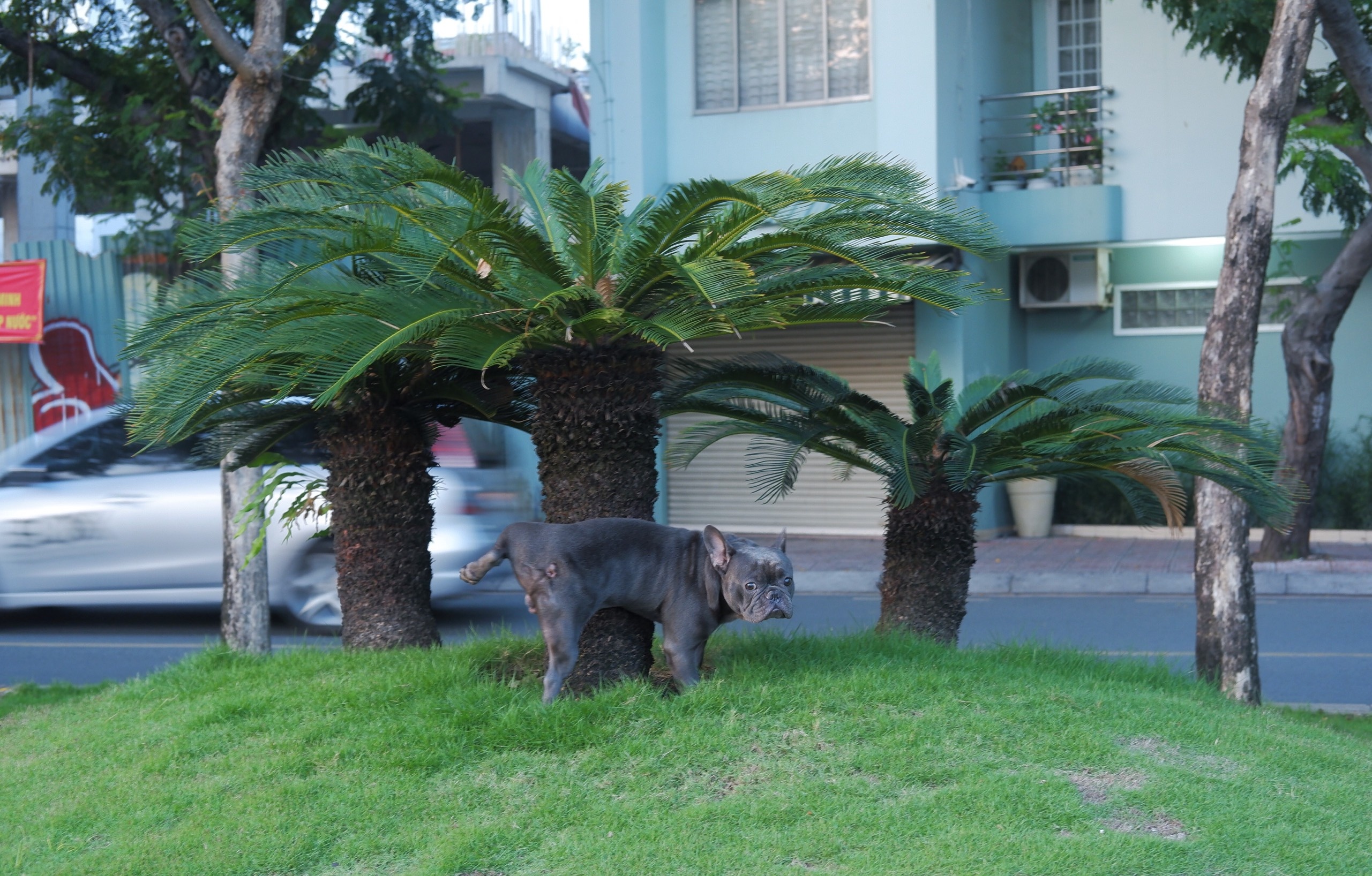 Dau dau voi thu cung 'dai nao' noi cong cong o TP.HCM hinh anh