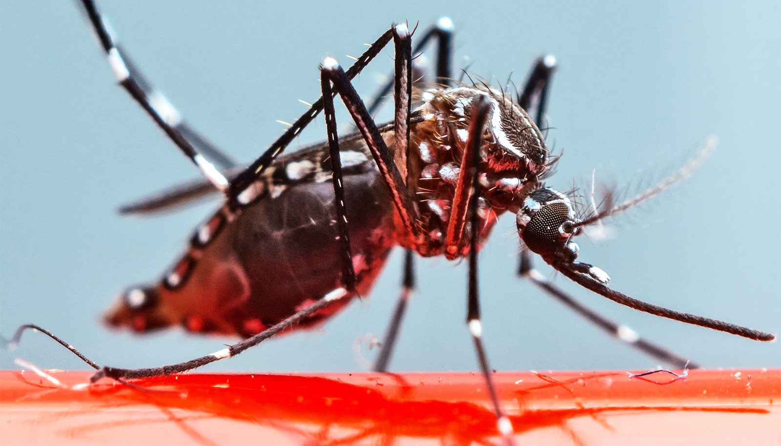 benh nhan sot xuat huyet tang cao anh 1
