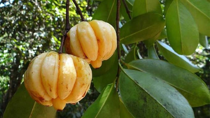 thuốc trị suy dinh dưỡng ảnh 2 thuoc tri suy dinh duong anh 2