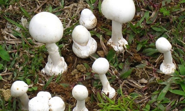 Nhan dien nam doc de tranh xa hinh anh