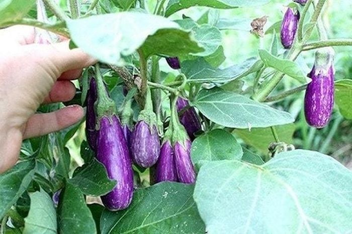 tác dụng của cà tím ảnh 1 tac dung cua ca tim anh 1