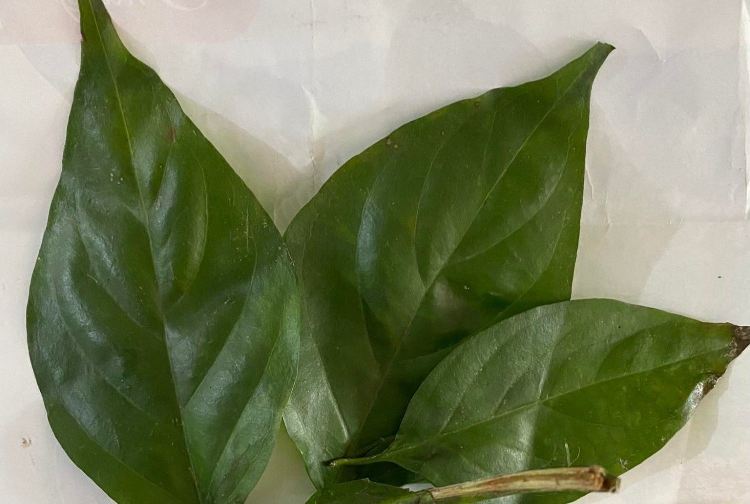 Nghi ngo 2 tre tu vong do la ngon hinh anh