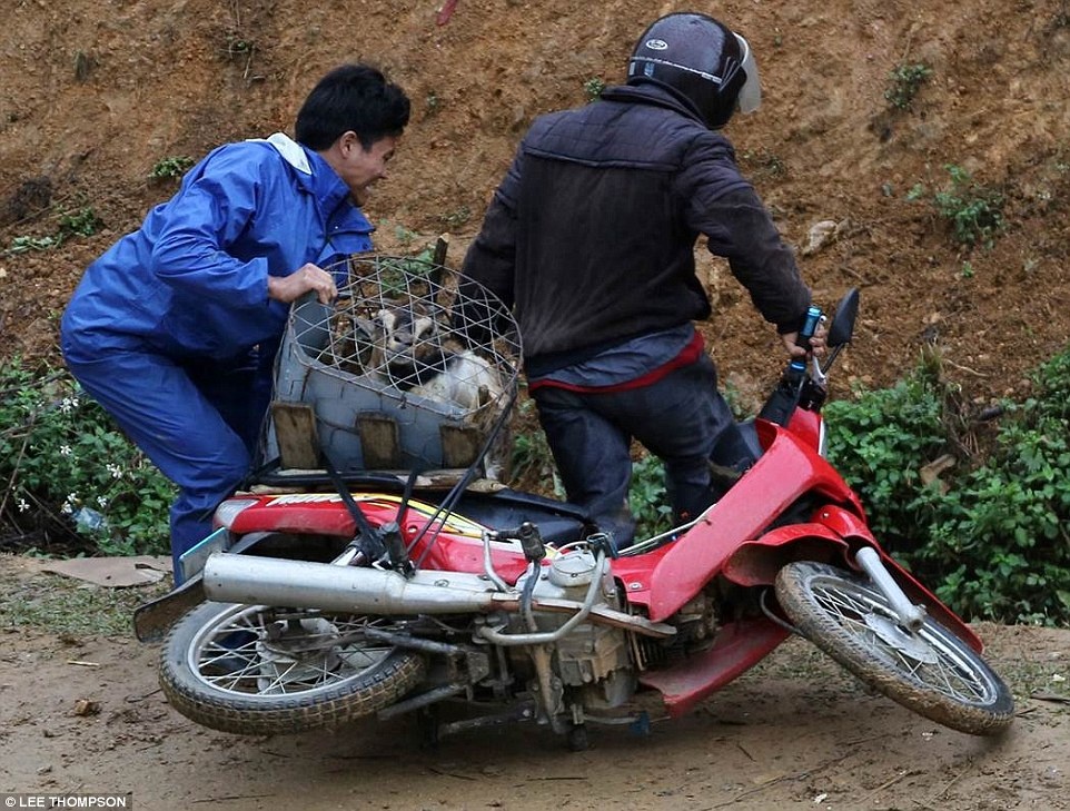 Hai người đàn ông cố gắng chở 8 con dê ra chợ. Tuy nhiên, xe đổ 3 lần trong lúc họ cố nhồi nhét dê vào lồng sắt.