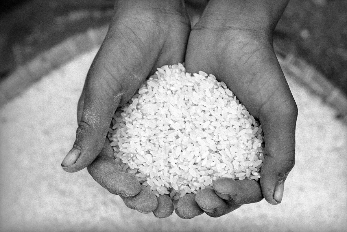 Bàn tay hứng nắm gạo trắng.