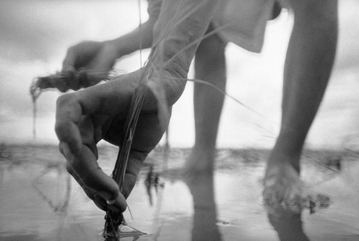 Nông dân trồng lúa ở một tỉnh thuộc Đồng bằng Sông Cửu Long.