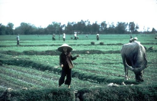 Một phụ nữ chăn trâu trong khi các nông dân khác đang làm việc trên cánh đồng ở ngoại ô Hà Nội.
