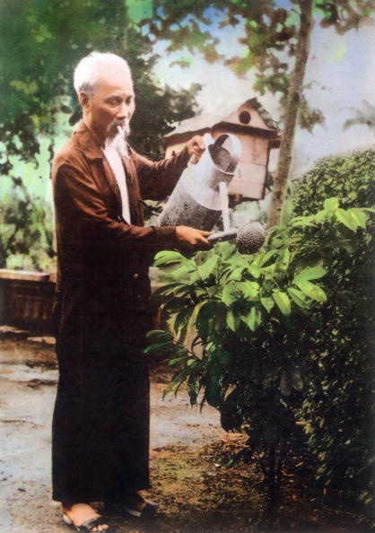 Bác Hồ tỉa cây trong khu vườn ở Phủ Chủ tịch vào năm 1967.