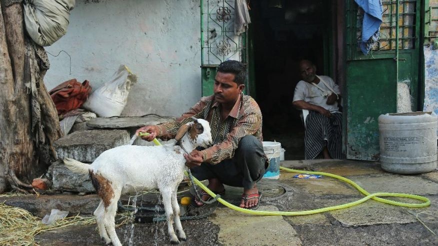 Người đàn ông dùng nước tắm cho dê giúp con vật giải tỏa sức nóng trong mùa hè ở Hyderabad, bang Telangana. Nhiệt độ tại thành phố này khoảng 42,5 độ C. Cơ quan Khí tượng Ấn Độ dự báo nhiệt độ tại Telangana vẫn ở mức cao trong những ngày tới 