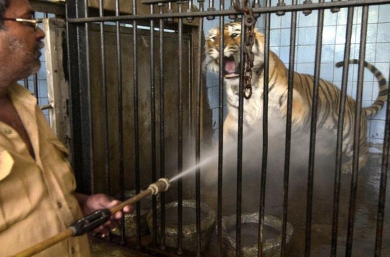 So thu An Do phun nuoc giai nhiet cho dong vat hinh anh