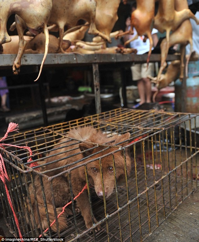 Chính phủ Trung Quốc không cấm việc người dân ăn thịt chó. Tuy nhiên, Bộ Nông nghiệp nước này đã thắt chặt nhiều quy định, bao gồm yêu cầu chủ nuôi phải sở hữu giấy chứng nhận khám thú y trước khi vận chuyển con vật đến các nơi.