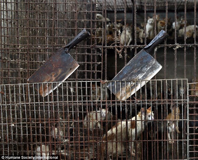 Nhung lo mo o le hoi thit cho meo lon nhat Trung Quoc hinh anh