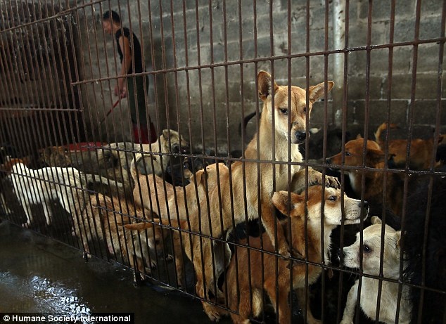 Theo HSI, chủ các lò mổ yêu cầu nhân viên chỉ giết chó, mèo vào ban đêm. Các nhà hàng thì xóa bỏ từ 