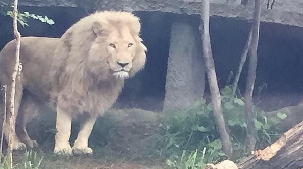 Su tu, ca sau tran ra duong sau con dong lon hinh anh