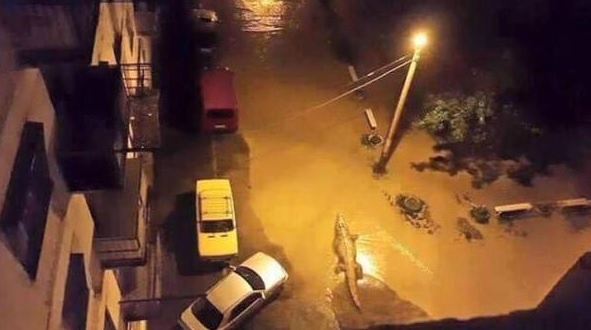 Một con cá sấu lội giữa dòng nước trên đường phố ở thủ đô Tbilisi. Ảnh: Twitter