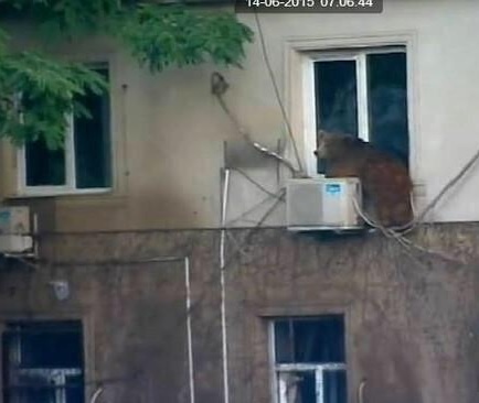 Camera từ một nhà dân ghi lại khoảnh khắc một con gấu cố trèo tường vào một ngôi nhà. Ảnh: Twitter