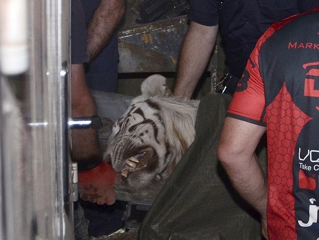 Canh sat ban ha ho du vo chet nguoi o Gruzia hinh anh