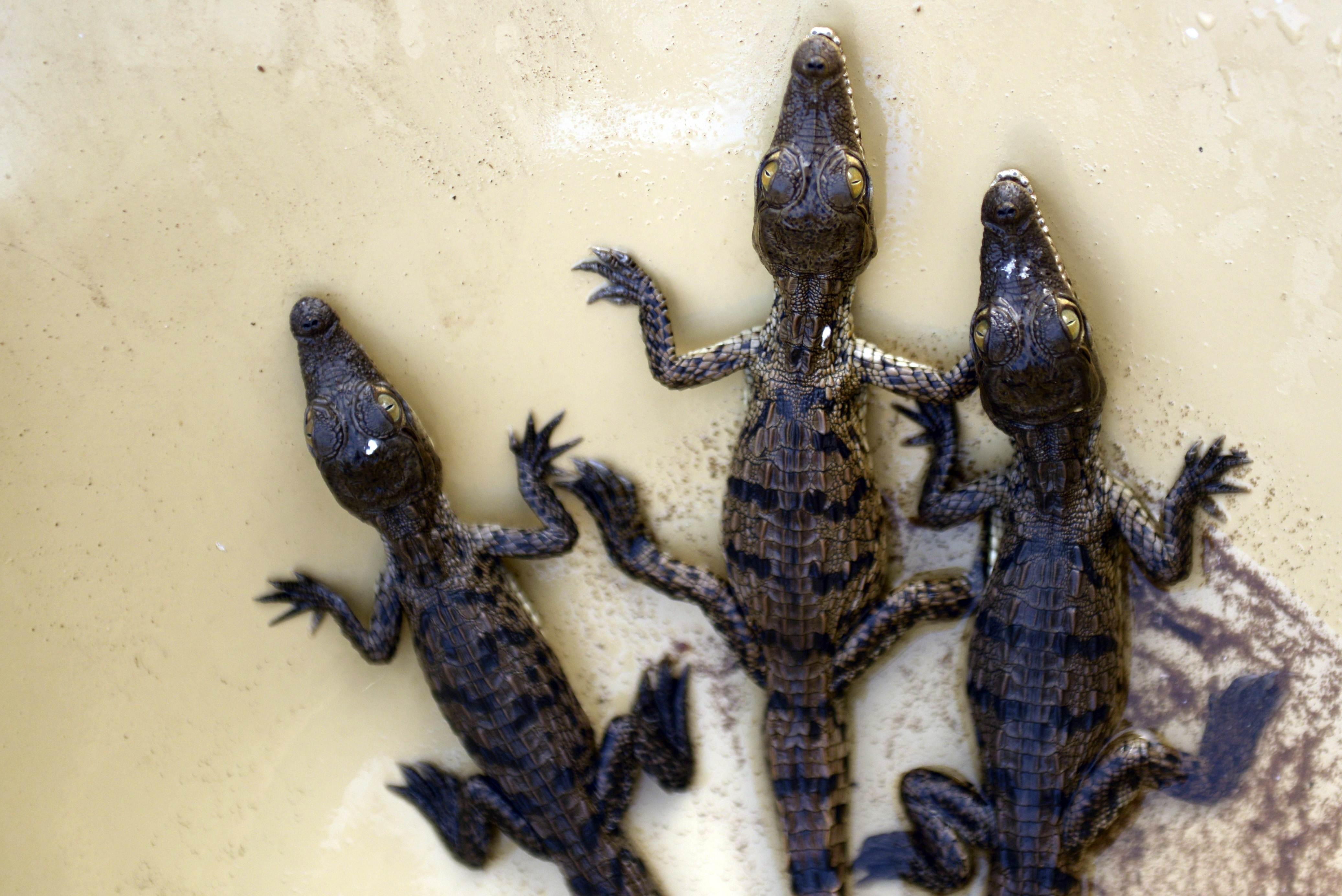 Những chú cá sấu con tại khu bảo tồn ở Barra de Santiago. Nơi này cách thủ đô San Salvador khoảng 110 km về hướng tây nam. 