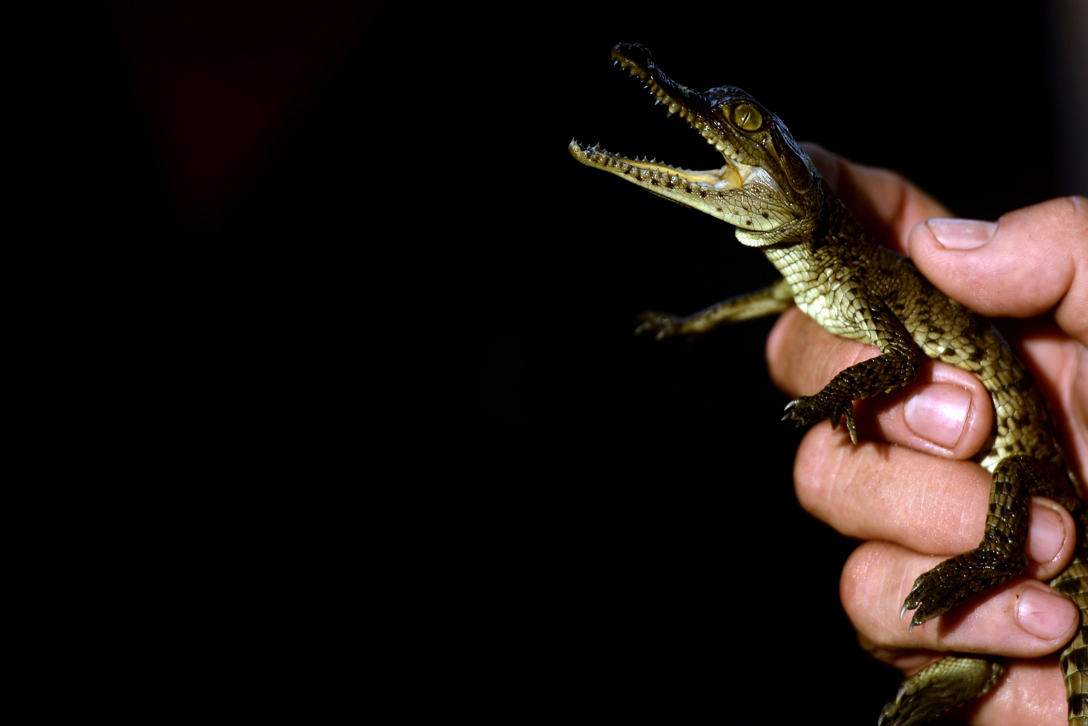 Ben trong khu bao ton sat thu dam lay o El Salvador hinh anh