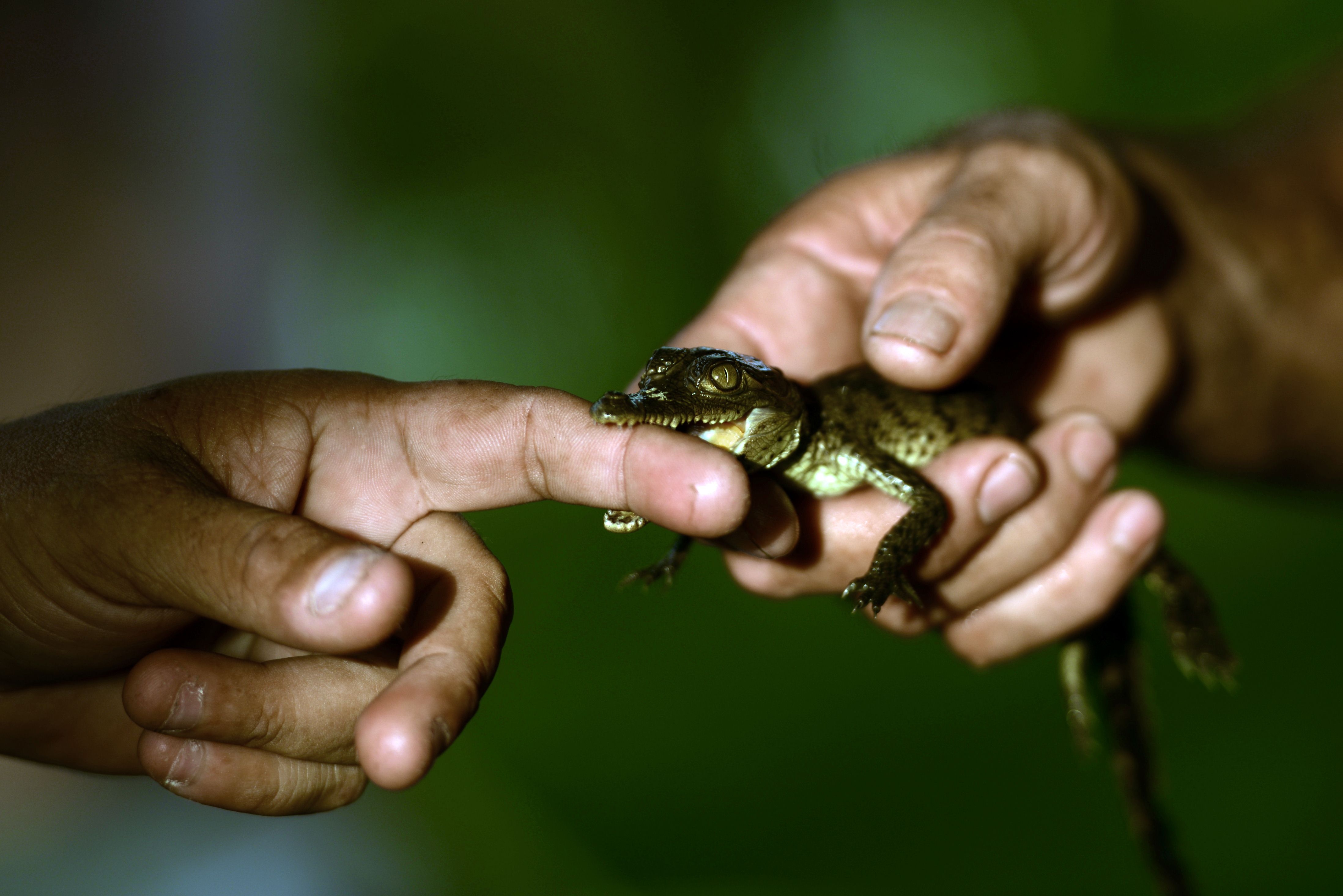 Loài cá sấu đang có nguy cơ biến mất ở nhiều nước châu Mỹ do tình trạng săn bắt trái phép ngày càng gia tăng.