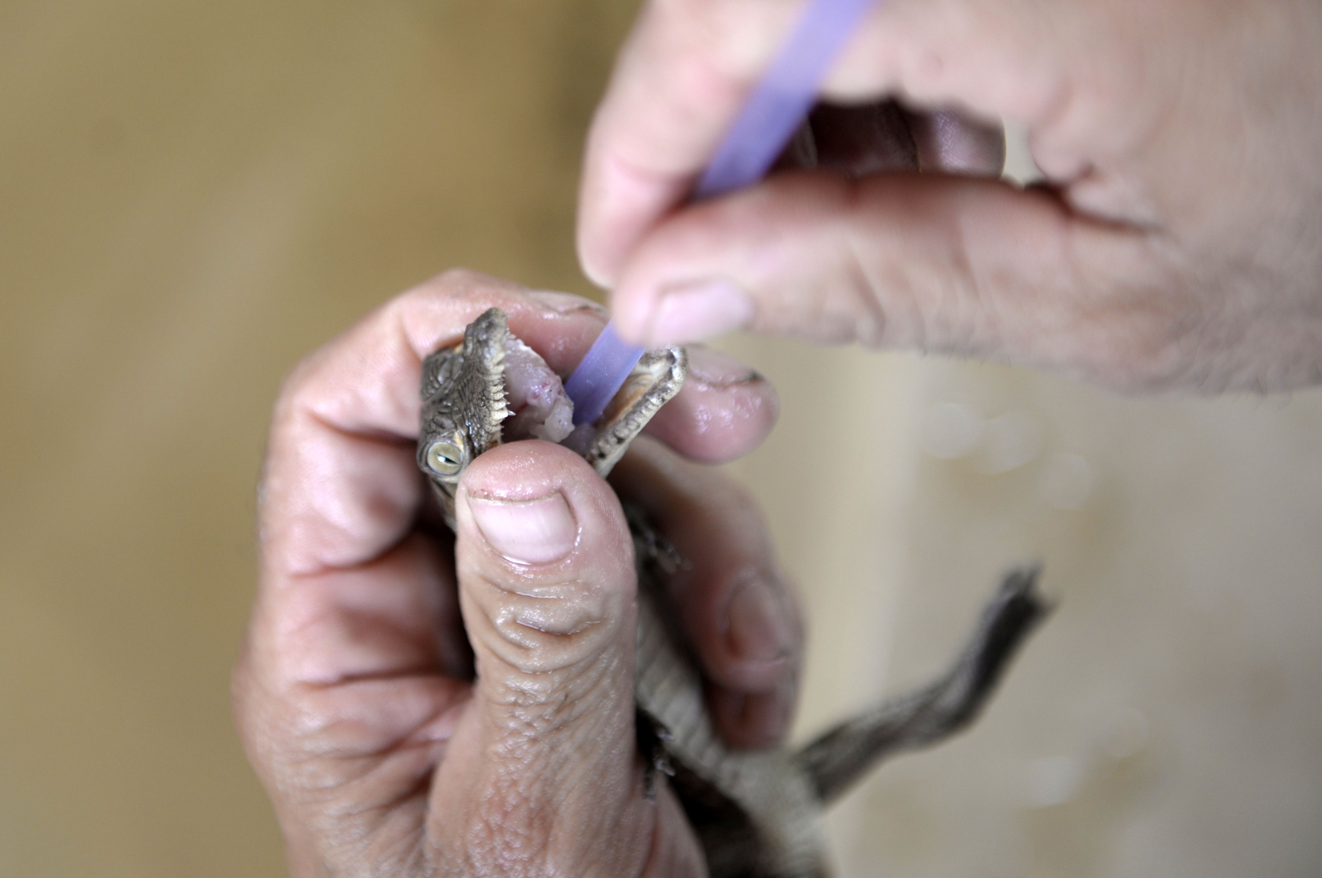 Những kẻ đi săn cá sấu chủ yếu để lấy da của chúng, sau đó bán cho các cơ sở sản xuất túi xách, ví, giày dép hoặc thắt lưng.