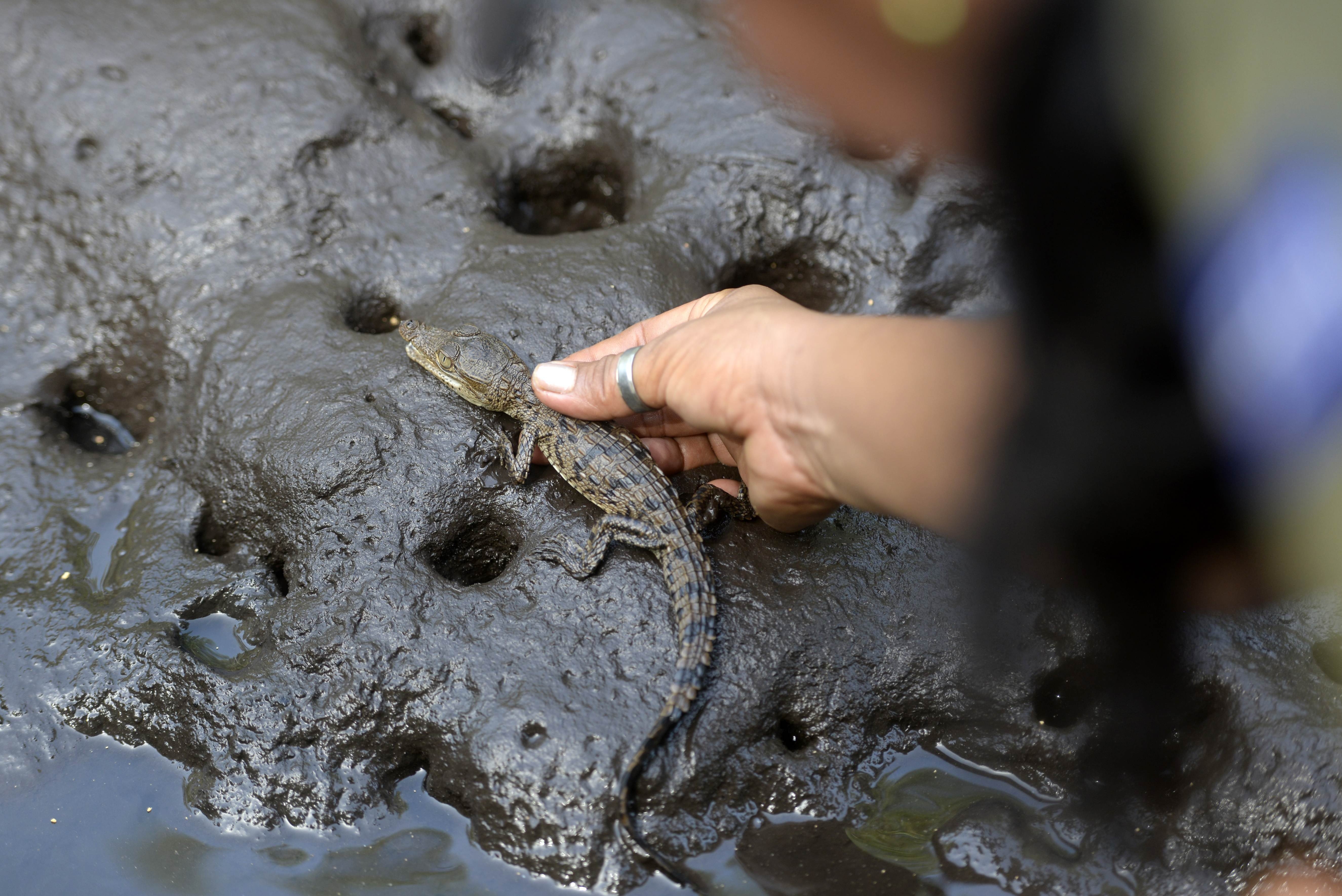 Sau khi những chú cá sấu con chào đời, nhân viên tại khu bảo tồn sẽ đem chúng thả nuôi bên những dòng sông được canh gác nghiêm ngặt.