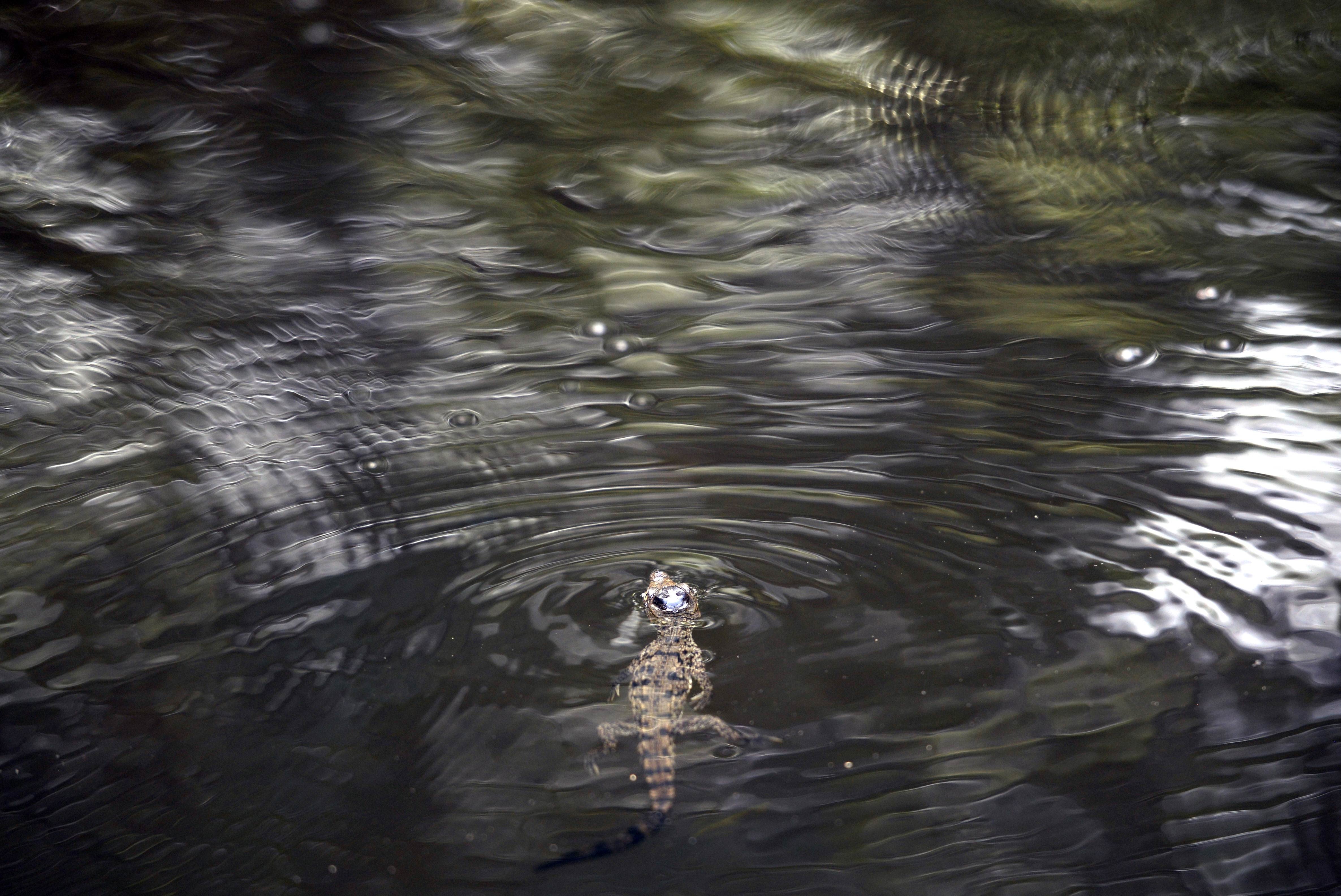 Một con cá sấu bơi giữa dòng suối trong khu vực bảo tồn.