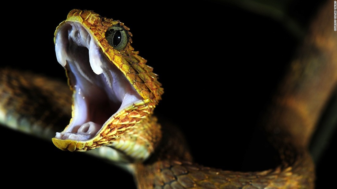 Một con rắn vảy sừng treo mình trên cành cây trong khu rừng ở vùng biên giới Cameroon và Cộng hòa Congo. Loại rắn này là một trong số ít những loài rắn độc có ích đối với y học nhưng đang đối mặt nguy cơ tuyệt chủng.