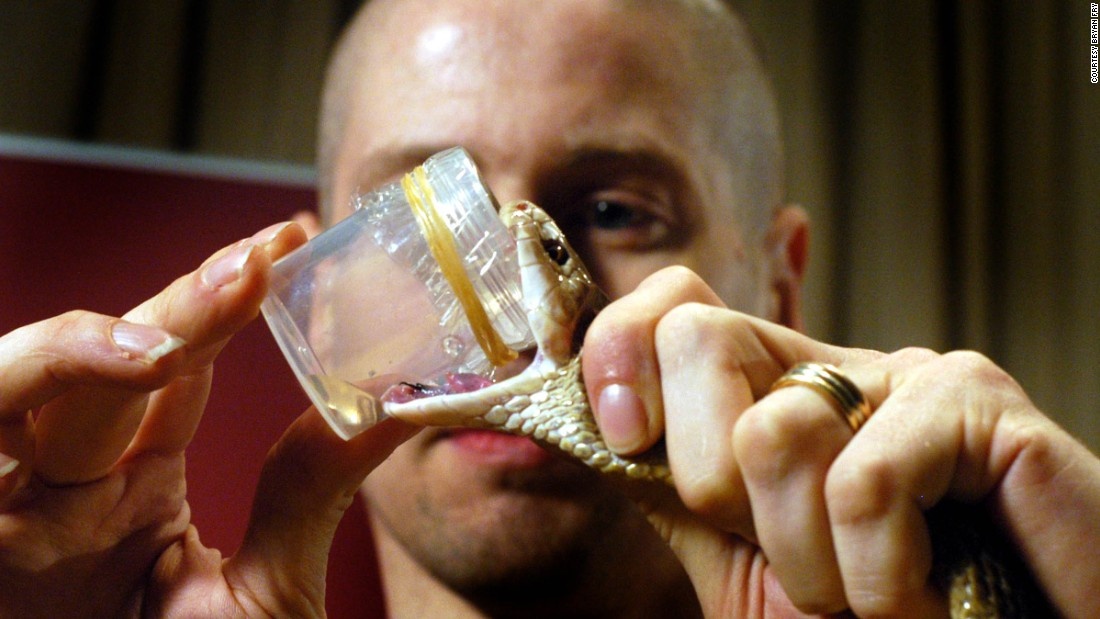 Người ta ghim đầu răng nanh của rắn qua lớp màng nilon phủ đầu một hộp nhựa. Theo phản xạ, nọc độc sẽ tuôn ra từ hai răng nanh của con vật.