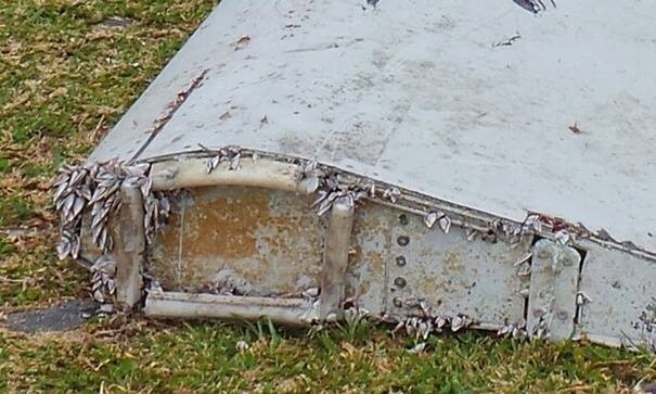 Các chuyên gia đã xác định những sinh vật biển bám trên nó là động vật giáp xác có tên khoa học là Lepas anatifera. Chúng sống trong nhiệt độ bình thường, vùng nước ấm và phát triển từ 1 tới 2 cm/năm. Ảnh: Guardian