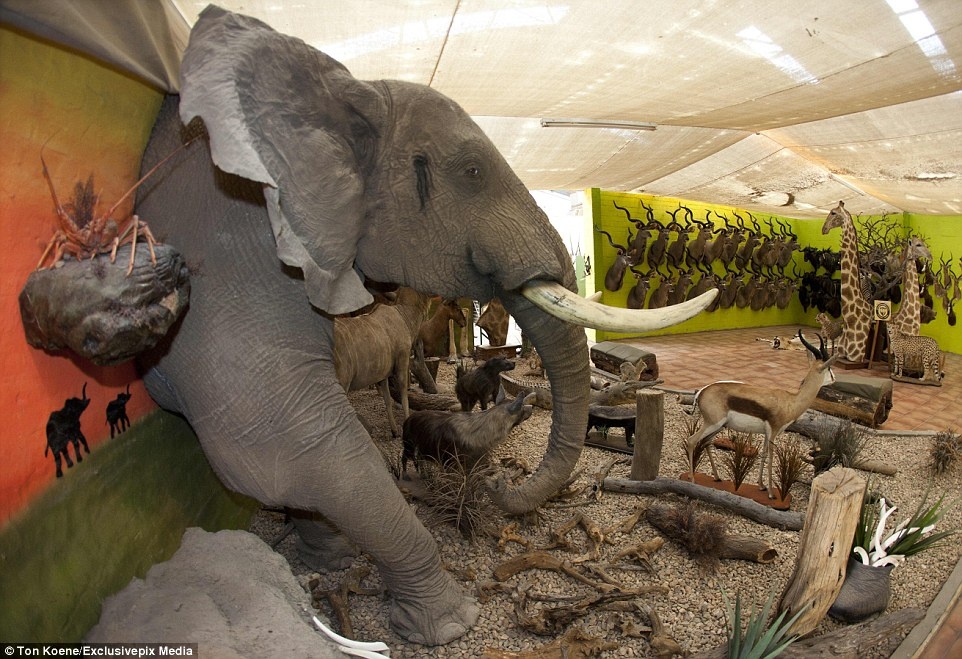 Một bộ sưu tập động vật hoang dã ở khu trưng bày của xưởng Louw Mel. Phần đắt giá nhất là mô hình đầu voi với chi phí 60.000 bảng Anh (38.000 bảng cho công tạo mô hình và lồng lớp da bên ngoài, 2.000 bảng để vận chuyển đến địa chỉ khách hàng).