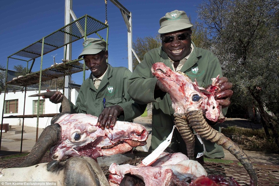 Hai công nhân xưởng Louw Mel xử lý xác linh dương sau khi lột da.