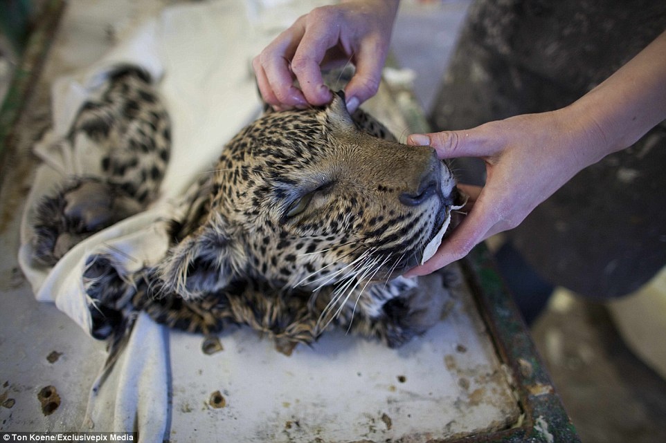 Phần da lột từ một con báo đã chết. Mỗi tuần, hàng chục đại gia, chủ yếu từ Mỹ và Đức, đến các khu rừng ở Namibia để săn bắn.