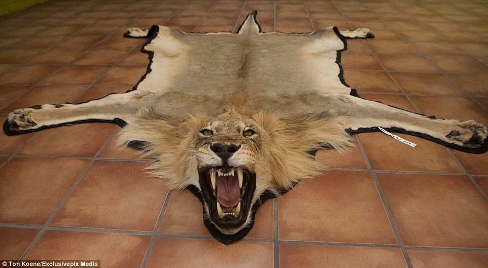 Da của một con sư tử được xử lý thành thảm trải nhà. Tùy từng con thú mà người đi săn phải đóng một mức tiền khác nhau để được bắn hạ nó, như 20.000 bảng Anh đối với voi, 15.000 bảng để bắn một con sử tử và 7.000 bảng để hạ gục một con báo.